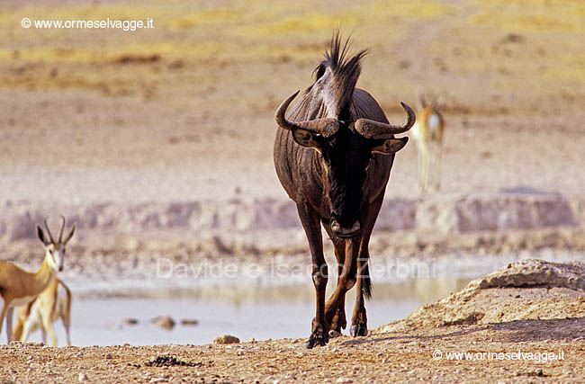 Gnu 82-11-08